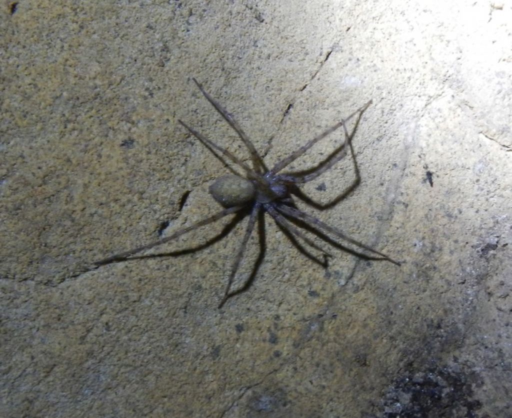 Metellina troglofila?  No, Tegenaria sp.  -  grotta di Capo Caccia, Alghero (SS)